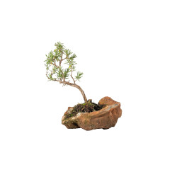 ROMERO  - Rosmarinus - B5531