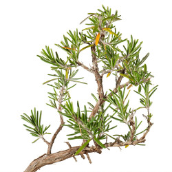ROMERO  - Rosmarinus - B5531