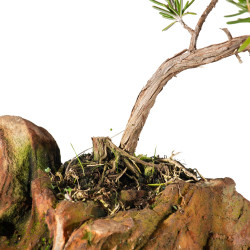 ROMERO  - Rosmarinus - B5531