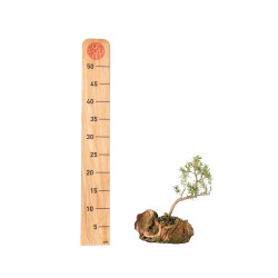 ROMERO  - Rosmarinus - B5531