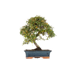 Cotoneaster spp. - B5532