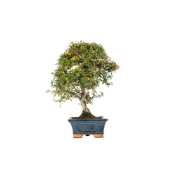 Cotoneaster spp. - B5532