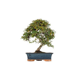 Cotoneaster spp. - B5532