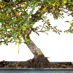 Cotoneaster spp. - B5532