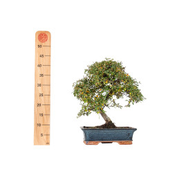 Cotoneaster spp. - B5532