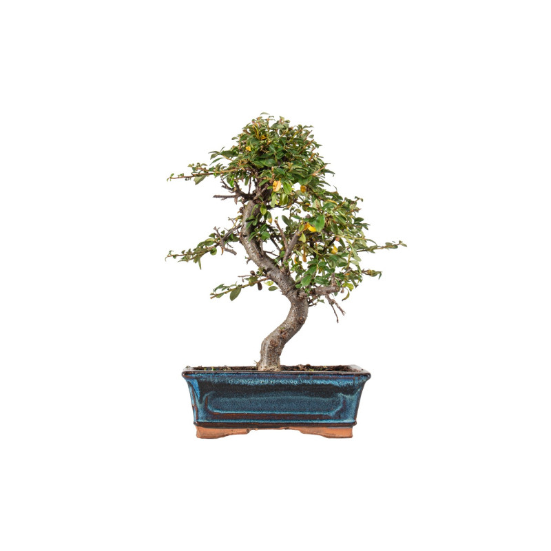 Cotoneaster spp. - B5533