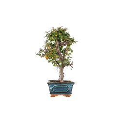 Cotoneaster spp. - B5533