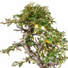 Cotoneaster spp. - B5533