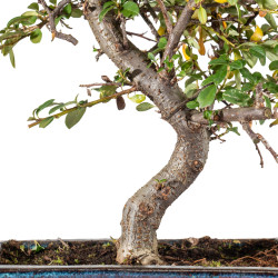 Cotoneaster spp. - B5533