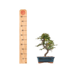 Cotoneaster spp. - B5533