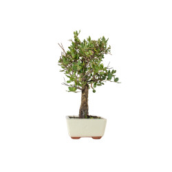 Quercus suber - B5534