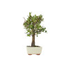 Quercus suber - B5534