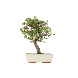 Quercus suber - B5534