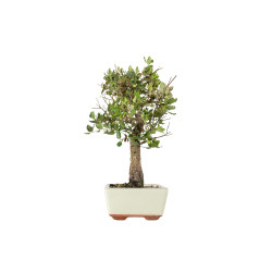 Quercus suber - B5534