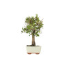 Quercus suber - B5534