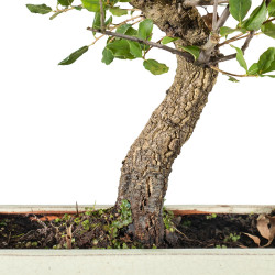 Quercus suber - B5534