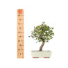 Quercus suber - B5534