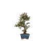 Cotoneaster microphyllus - B5535