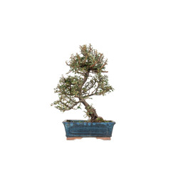 Cotoneaster microphyllus - B5535