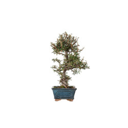 Cotoneaster microphyllus - B5535