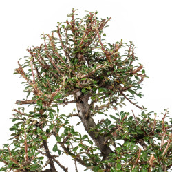 Cotoneaster microphyllus - B5535