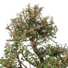 Cotoneaster microphyllus - B5535