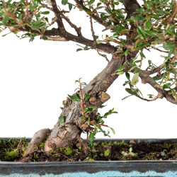 Cotoneaster microphyllus - B5535