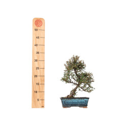 Cotoneaster microphyllus - B5535