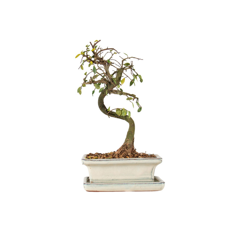 Ulmus parvifolia - B5536