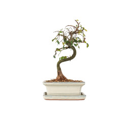 Ulmus parvifolia - B5536