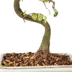 Ulmus parvifolia - B5536