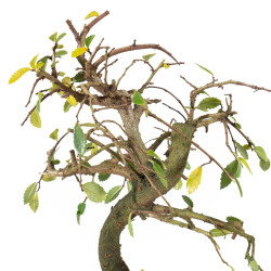 Ulmus parvifolia - B5536