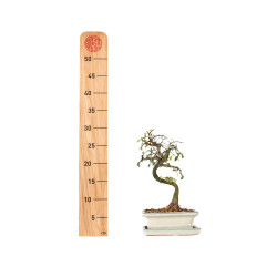 Ulmus parvifolia - B5536