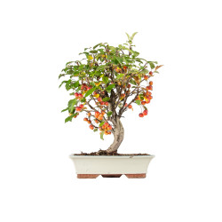 Malus Everest - B5538