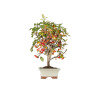 Malus Everest - B5538
