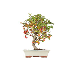 Malus Everest - B5538