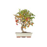 Malus Everest - B5538