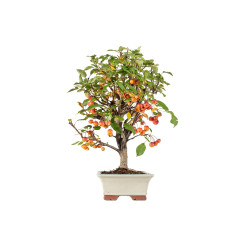 Malus Everest - B5538