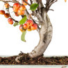 Malus Everest - B5538
