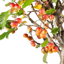 Malus Everest - B5538