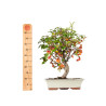 Malus Everest - B5538