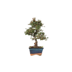 Cotoneaster spp. - B5537