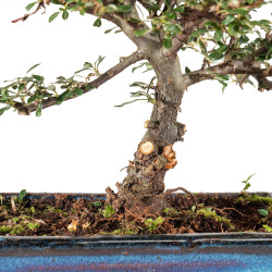 Cotoneaster spp. - B5537