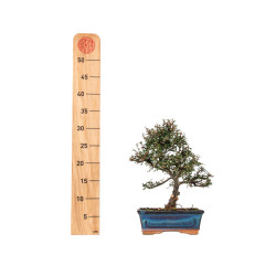 Cotoneaster spp. - B5537