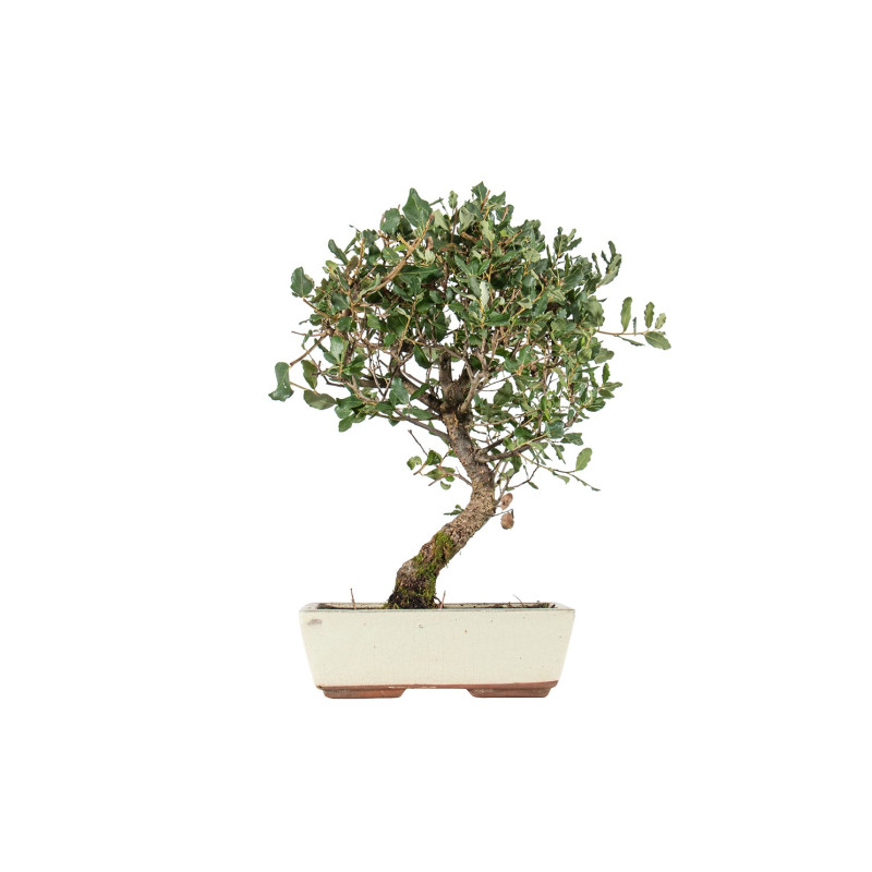 Quercus suber - B5539