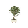 Quercus suber - B5539