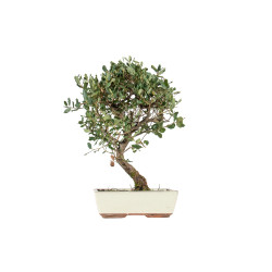 Quercus suber - B5539