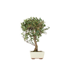 Quercus suber - B5539
