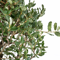 Quercus suber - B5539