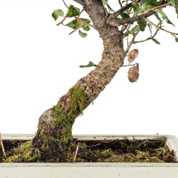 Quercus suber - B5539